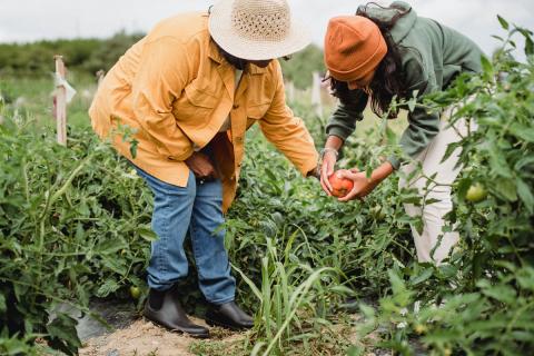 Tomato picking